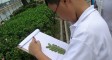 Boy studying leaves